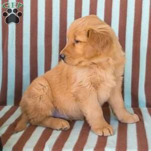 Christopher, Golden Retriever Puppy